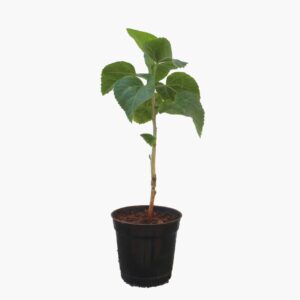 Hybrid Hibiscus Grafted Plant with Pot