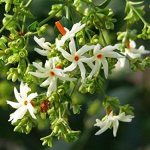 Harsingar/Parijat/Raat ki Rani /Night Jasmine Plant- with Pot