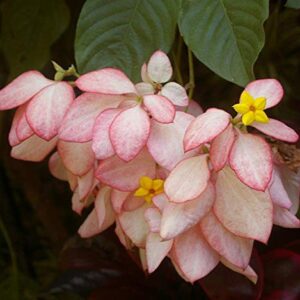 Pink Mussaenda plant