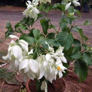 White Mussaenda Dwarf Flower Plant – with Pot