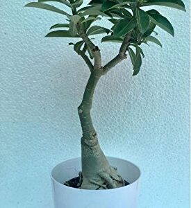 Stylish Double Layer Red Flowering Adenium (Desert Rose)  Bonsai Plant – with Pot