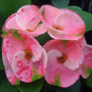 Euphorbia Pink Plant – with Pot