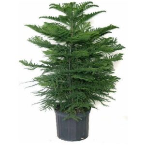 Air Purifying/Christmas Tree/ Araucaria Plant with Pot