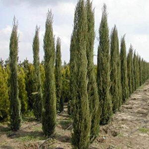 Pencil Pine Plant – with Pot