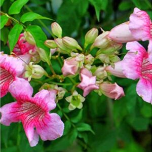 Tecoma gaudichaudi” PINK BELLS” Flowering Shrubs Plant – with Pot