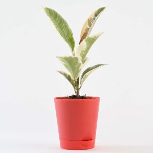 Rubber Plant  Variegated, Air Purifying Plant