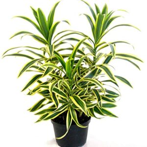 Song Of India (Dracaena Reflexa) Yellow – With Pot