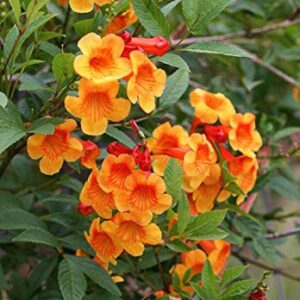 Tecoma Shrub Orange Flower Plant – with Pot