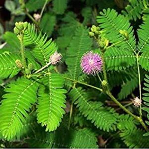 Shami, Tree of Dhanishta Nakshatra, Capricorn or Makar Rashi (Lucky) Plant – with Pot