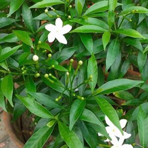 Crape Jasmine/Chandni Tagar Tagari Nandi Vardhanam Nandiar Vattai Nanthyaar Vattam Battalu Shrub Terrace Garden Plant – with Pot