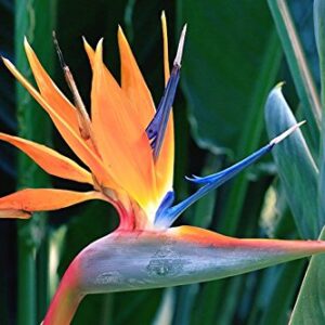 Bird Of Paradise Flower Plant – with Pot