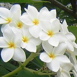 Plumeria Champa White Flower Plant – with Pot