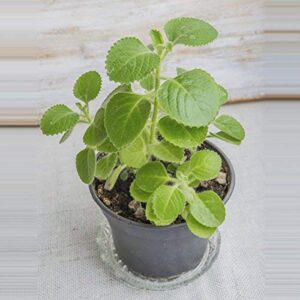 Ajwain Plant with Pot