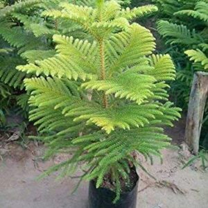 Christmas Tree/Air Purifying Plant – with Pot