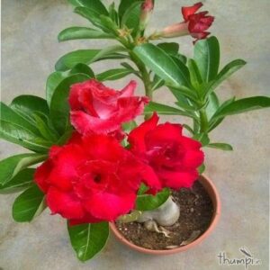 Adenium, Desert Rose (Pink, Double Shaded)  Plant – with Pot