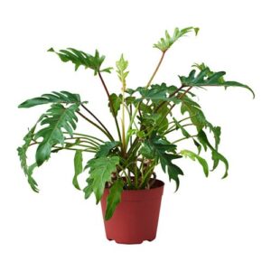 Xanadu Air Purifying Philodendron Golden Green Color Plant – with Pot