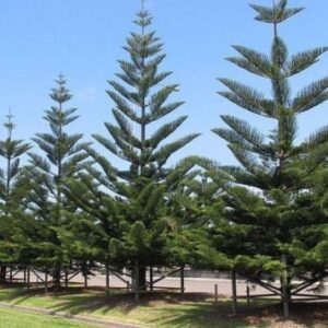 Air Purifying/Christmas Tree/ Araucaria Plant with Pot