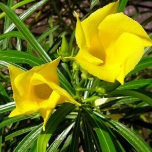 Yellow Kaner/Nerium Oleander Flower Plant – with Pot