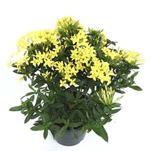 Ixora Yellow Flower Plant with Pot