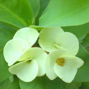 Euphorbia White Plant – with Pot