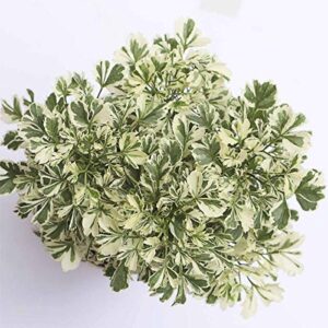 Aralia Variegated White Indoor Plant – with Pot