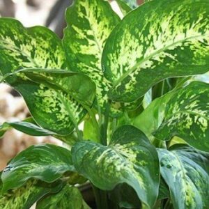 Dieffenbachia seguine ‘Tropic Snow’ Plant – with Pot