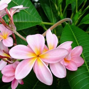 Plumeria Champa Pink Flower Plant – with Pot