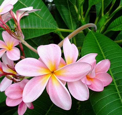 Plumeria Champa Pink Flower Plant - with Pot - Online Plants & Flowers ...