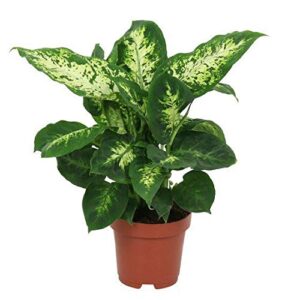 Dieffenbachia Compacta Dumb Cane Plant – with Pot