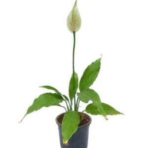 Peace Lily Spathiphyllum Indoor Plant – with Pot