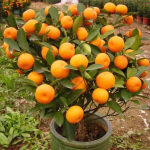 Orange Fruit Plant, Narangi Plant, Citrus, Sinensis Plant – with Pot