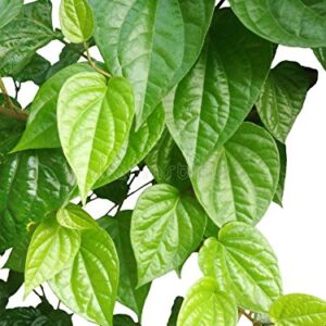 Maghai paan/betel small leaf plant with Pot