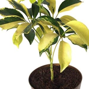 Dwarf Saplera Yellow leaves Plant – with Pot