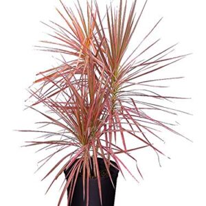 Dracaena Colorama Plant – with Pot