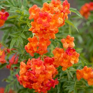 Tecoma Shrub Orange Flower Plant – with Pot