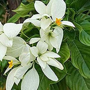 Mussaenda White Flower Plant – with Pot