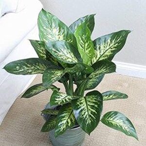 Dieffenbachia Amoena Silver Fresh Plant – with Pot