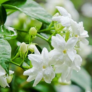 Arabian Jasmine, Mogra Plant – with Pot