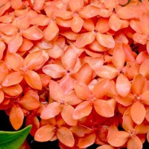 Ixora Orange Flower Plant – with Pot