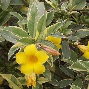 Allamanda Variegated Flower Plant with Pot