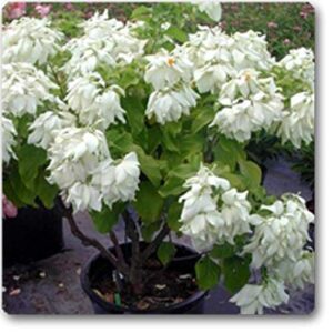 White Mussaenda Dwarf Flower Plant – with Pot