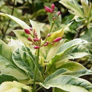 Variegated Jatropha Flower Plant – with Pot