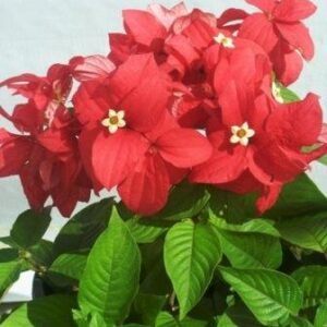 Red Mussaenda plant with Pot