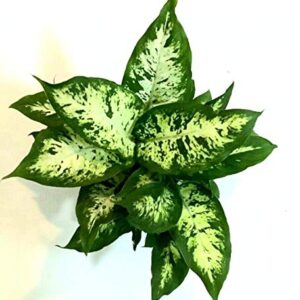 Dieffenbachia Compacta Dumb Cane Plant – with Pot