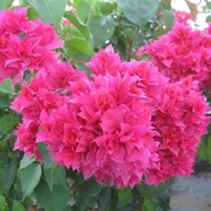 Exoticflora Creepers And Climbers Bougainvillea Dark Pink Double Creepers And Climbers Healthy Plant with Pot