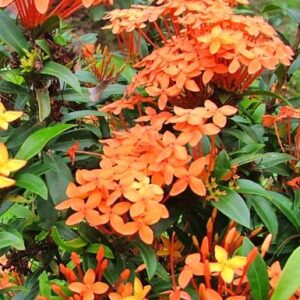 Ixora Orange Flower Plant – with Pot