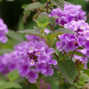 Lantana Camara Purple Flower Plant with Pot