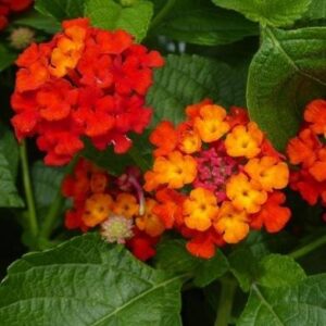 Lantana Plant/Red Lantana Camara Plant – with Pot