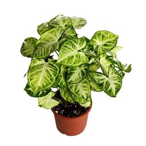 Syngonium Variegated Plant – with Pot