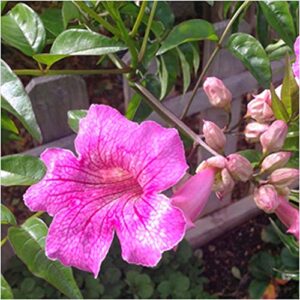 Tecoma gaudichaudi” PINK BELLS” Flowering Shrubs Plant – with Pot